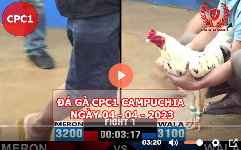 Video đá gà CPC1 ngày 04-04-2024