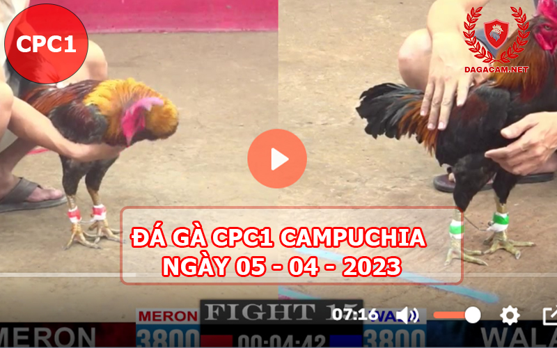 Video đá gà CPC1 ngày 05-04-2024