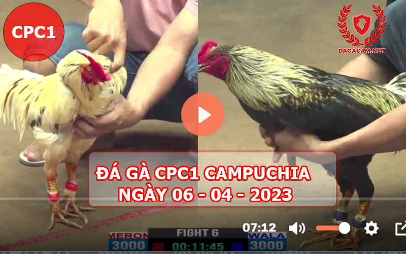 Video đá gà CPC1 ngày 06-04-2024