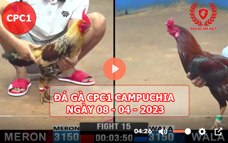 Video đá gà CPC1 ngày 08-04-2024