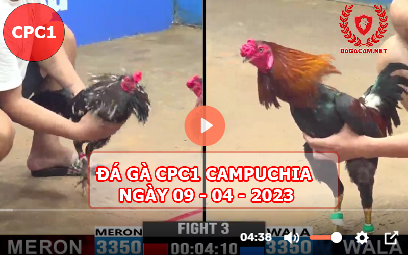 Video đá gà CPC1 ngày 09-04-2024