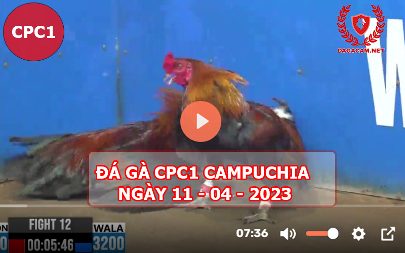 Video đá gà CPC1 ngày 11-04-2024