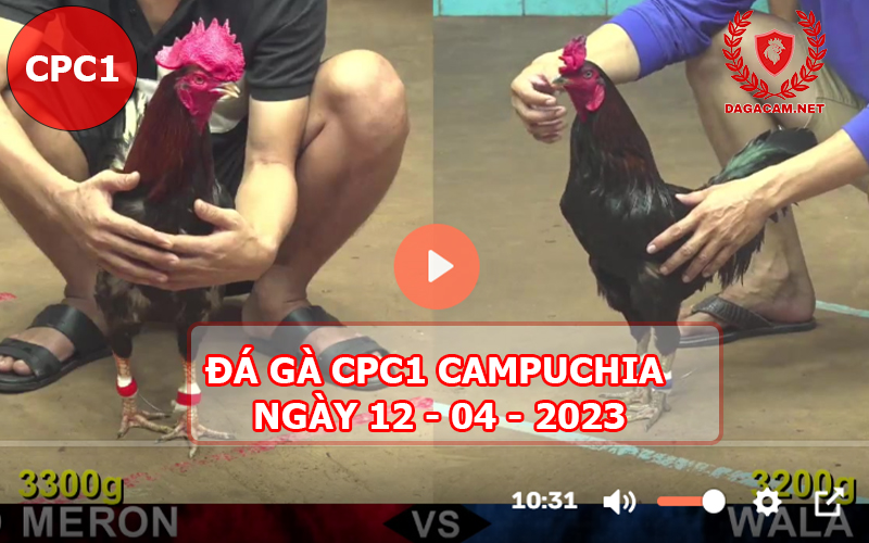 Video đá gà CPC1 ngày 12-04-2024