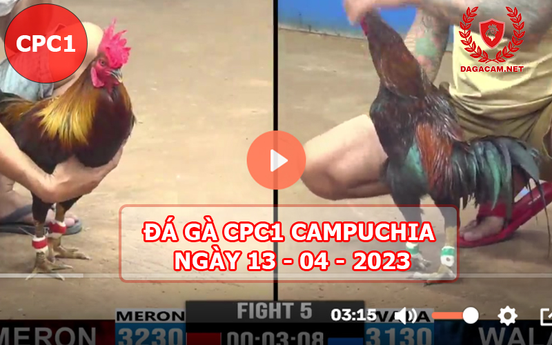 Video đá gà CPC1 ngày 13-04-2024