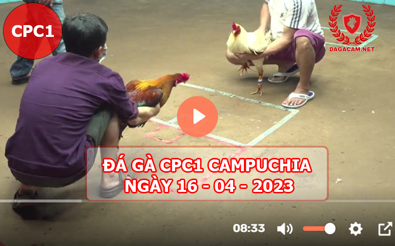 Video đá gà CPC1 ngày 16-04-2024