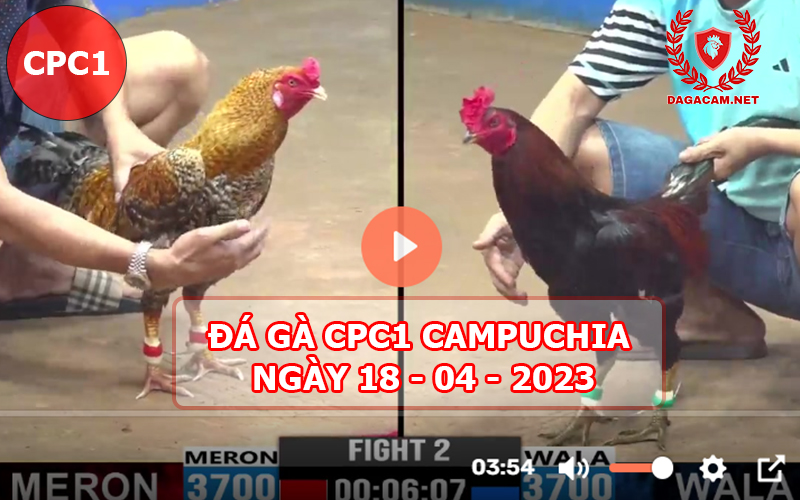 Video đá gà CPC1 ngày 18-04-2024