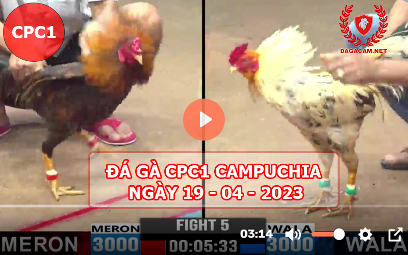 Video đá gà CPC1 ngày 19-04-2024