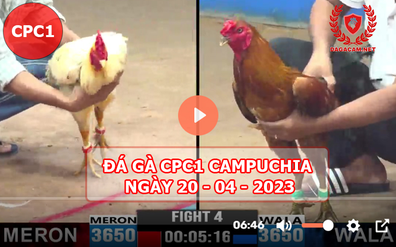 Video đá gà CPC1 ngày 20-04-2024