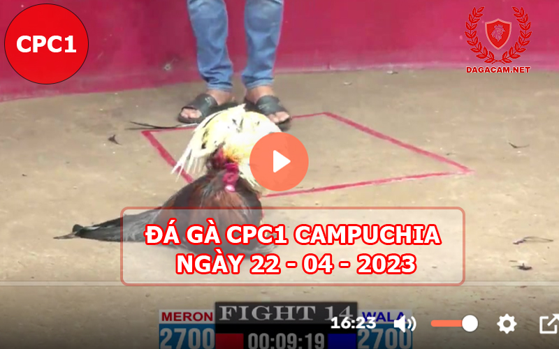 Video đá gà CPC1 ngày 22-04-2024