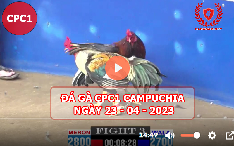 Video đá gà CPC1 ngày 23-04-2024