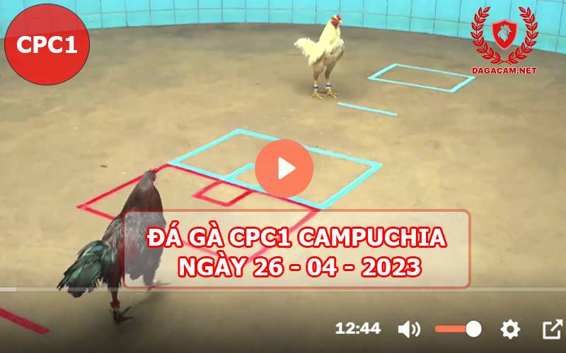 Video đá gà CPC1 ngày 26-04-2024