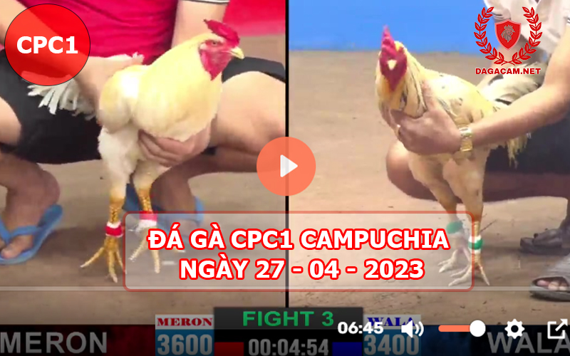 Video đá gà CPC1 ngày 27-04-2024