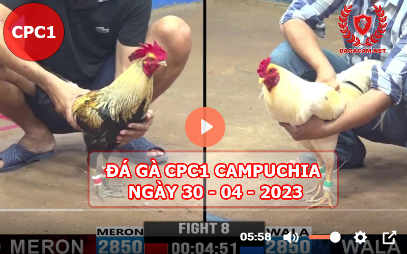 Video đá gà CPC1 ngày 30-04-2024