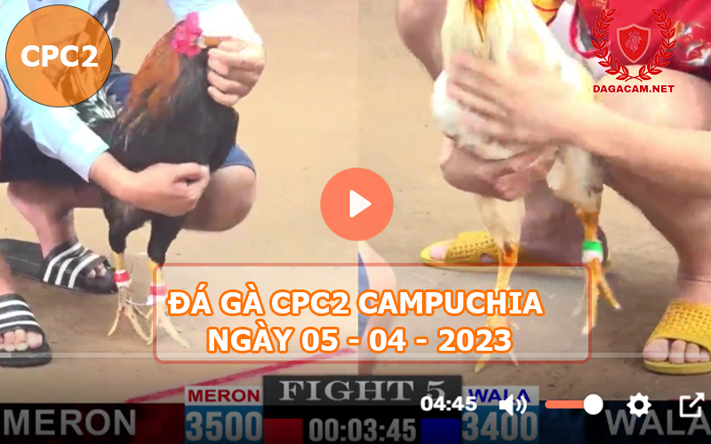 Video đá gà CPC2 ngày 05-04-2024