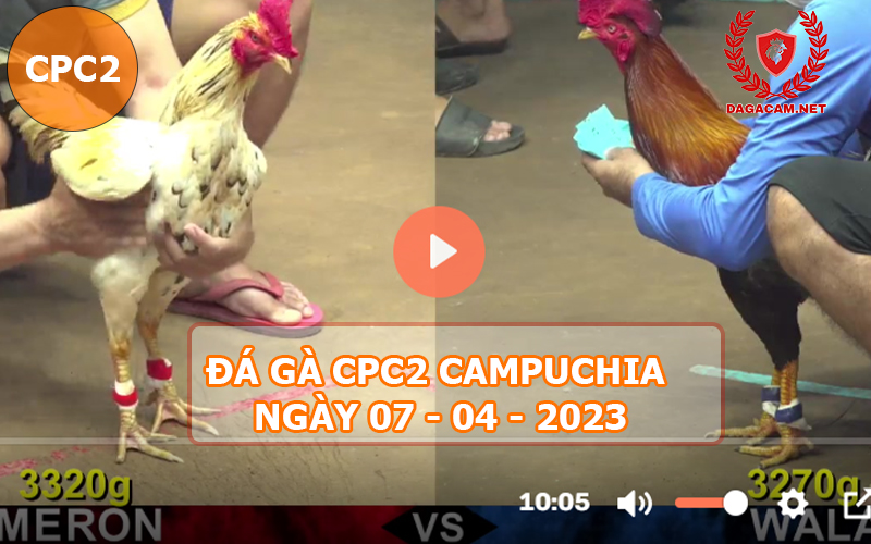 Video đá gà CPC2 ngày 07-04-2024