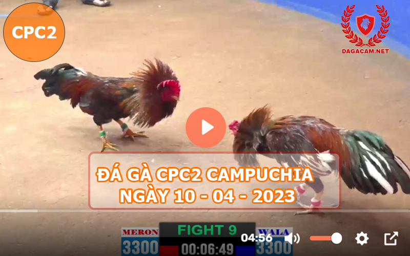 Video đá gà CPC2 ngày 10-04-2024