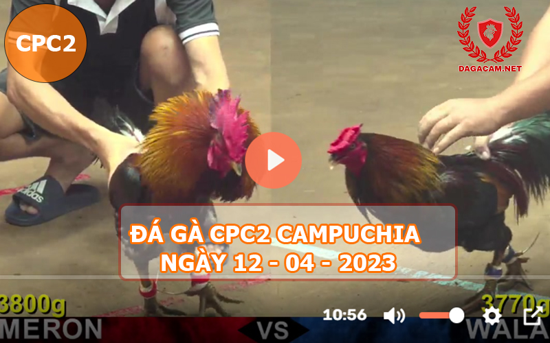 Video đá gà CPC2 ngày 12-04-2024