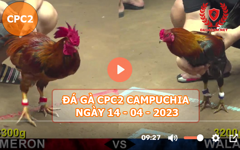 Video đá gà CPC2 ngày 14-04-2024