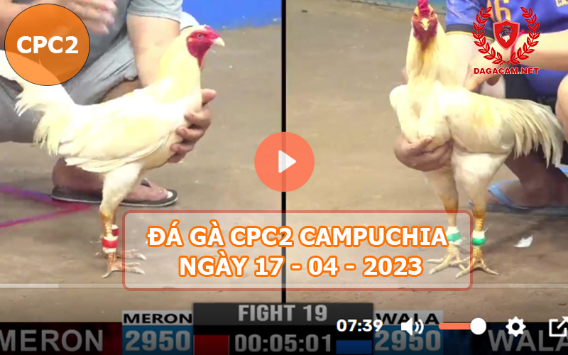 Video đá gà CPC2 ngày 17-04-2024