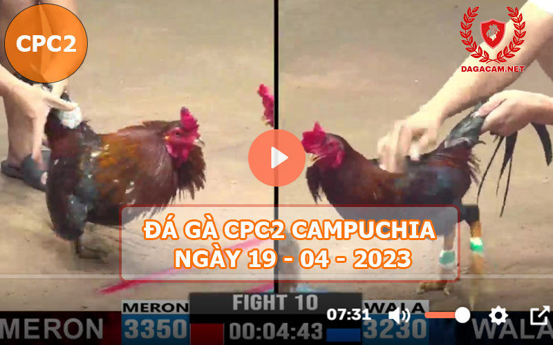 Video đá gà CPC2 ngày 19-04-2024