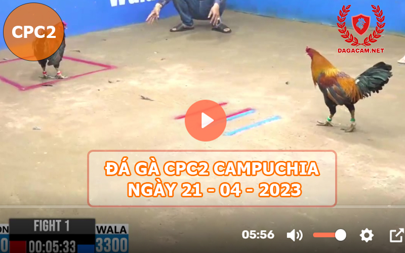 Video đá gà CPC2 ngày 21-04-2024