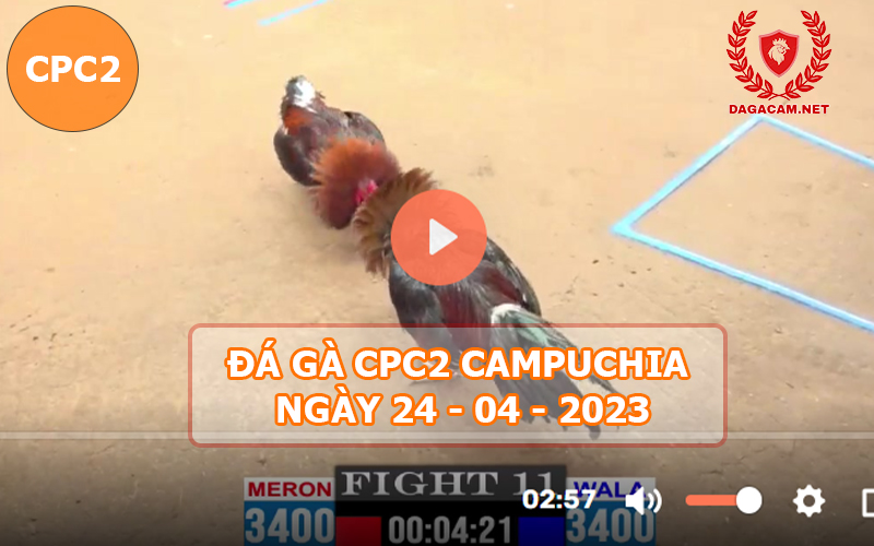 Video đá gà CPC2 ngày 24-04-2024