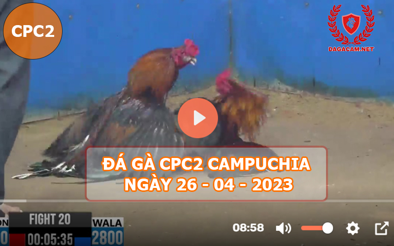 Video đá gà CPC2 ngày 26-04-2024