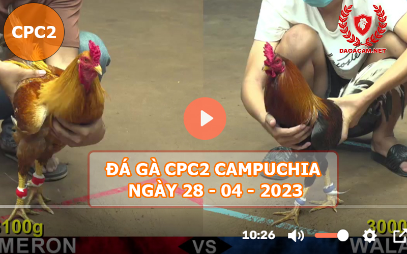 Video đá gà CPC2 ngày 28-04-2024