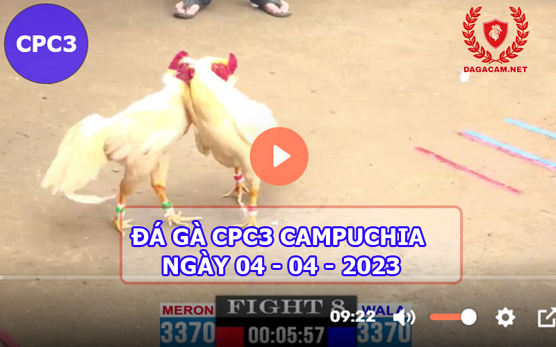 Video đá gà CPC3 ngày 04-04-2024