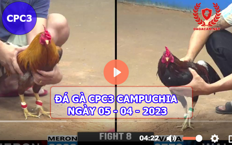 Video đá gà CPC3 ngày 05-04-2024