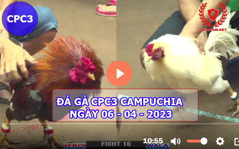 Video đá gà CPC3 ngày 06-04-2024