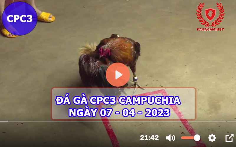 Video đá gà CPC3 ngày 07-04-2024