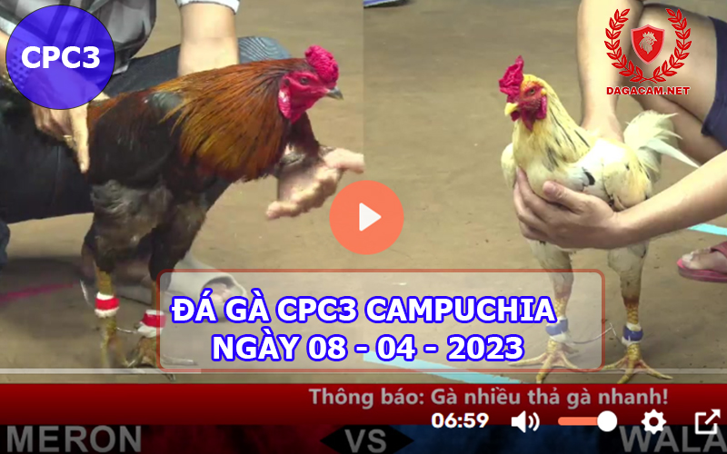 Video đá gà CPC3 ngày 08-04-2024