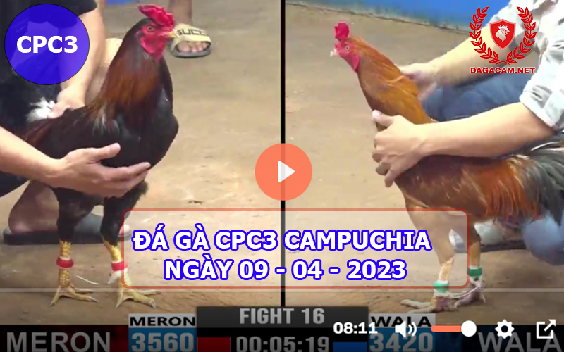 Video đá gà CPC3 ngày 09-04-2024