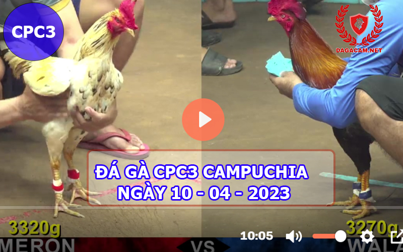 Video đá gà CPC3 ngày 10-04-2024