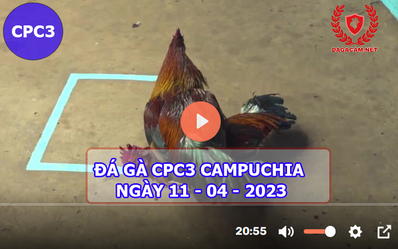 Video đá gà CPC3 ngày 11-04-2024