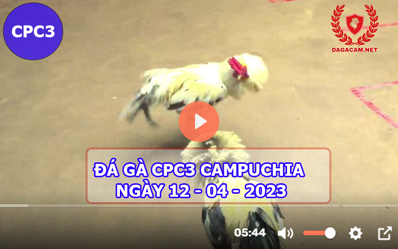 Video đá gà CPC3 ngày 12-04-2024