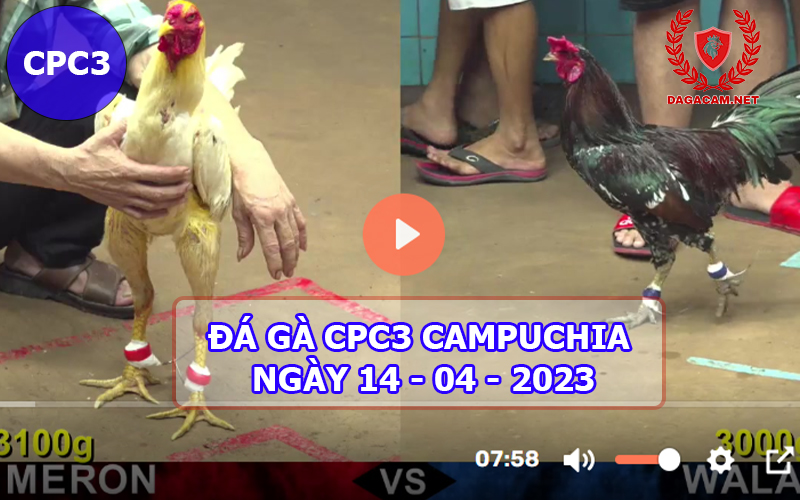 Video đá gà CPC3 ngày 14-04-2024