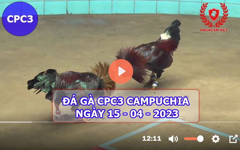 Video đá gà CPC3 ngày 15-04-2024