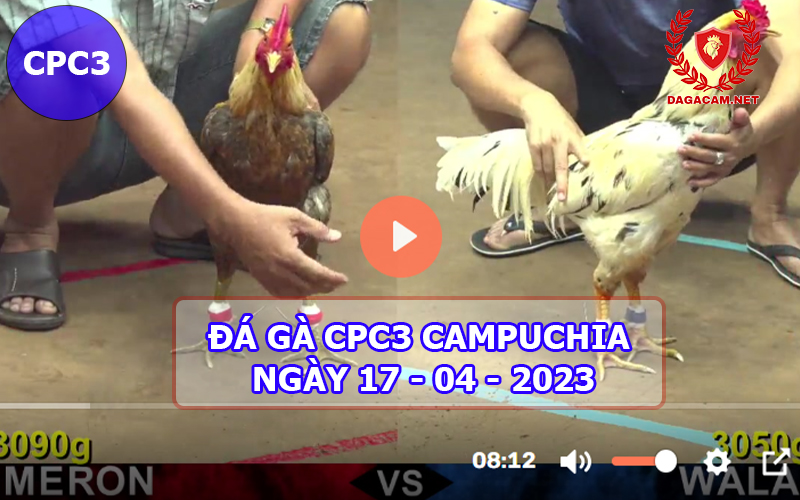 Video đá gà CPC3 ngày 17-04-2024