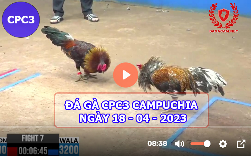 Video đá gà CPC3 ngày 18-04-2024