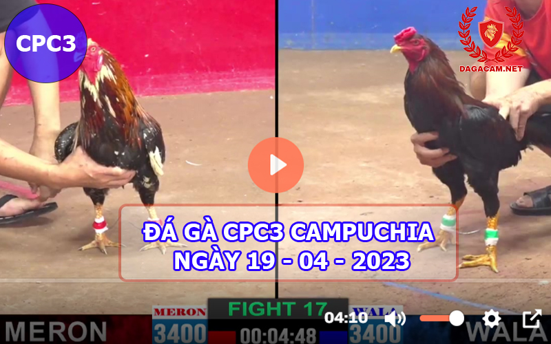 Video đá gà CPC3 ngày 19-04-2024