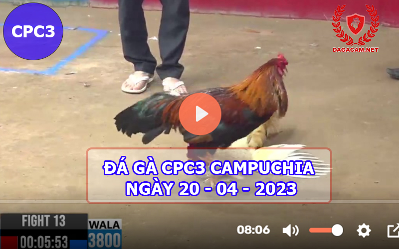 Video đá gà CPC3 ngày 20-04-2024