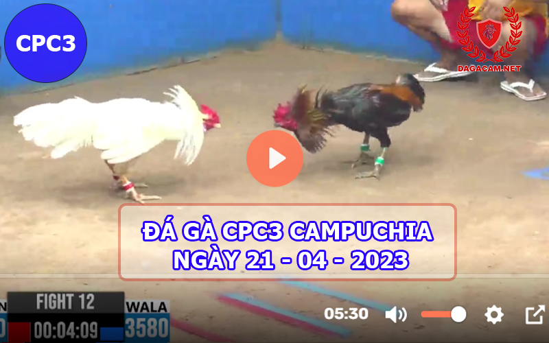 Video đá gà CPC3 ngày 21-04-2024