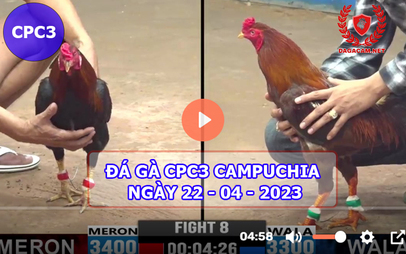 Video đá gà CPC3 ngày 22-04-2024