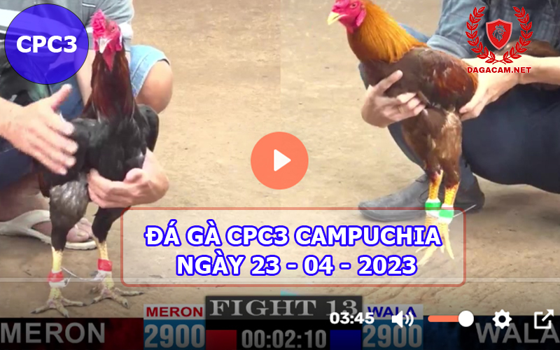 Video đá gà CPC3 ngày 23-04-2024