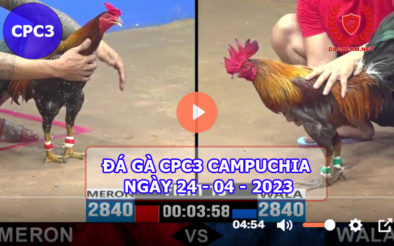 Video đá gà CPC3 ngày 24-04-2024