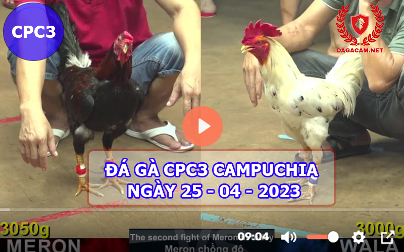 Video đá gà CPC3 ngày 25-04-2024