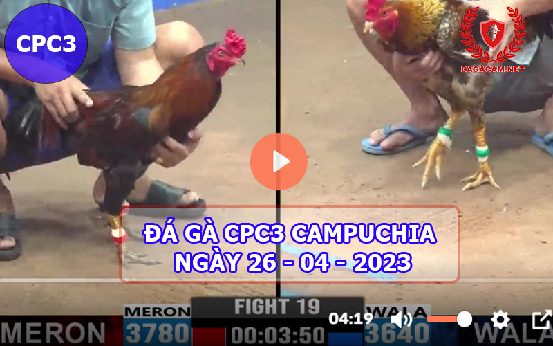 Video đá gà CPC3 ngày 26-04-2024