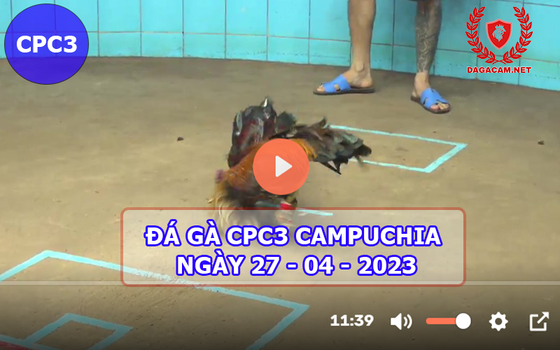 Video đá gà CPC3 ngày 27-04-2024